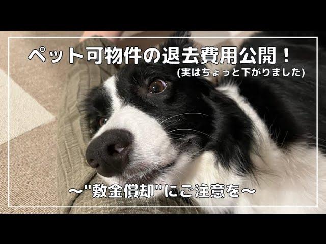 【ペット可物件】賃貸の退去費用を公開！想定外の金額…契約書はちゃんと理解するべきだった…でも交渉成立…！？ボーダーコリーと約2年住んだら原状回復〇〇万円！