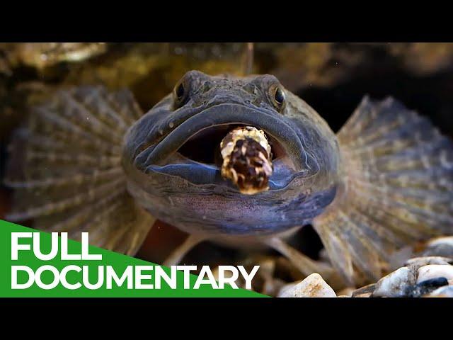 The Stream - Ecosystem in Jeopardy | Free Documentary Nature