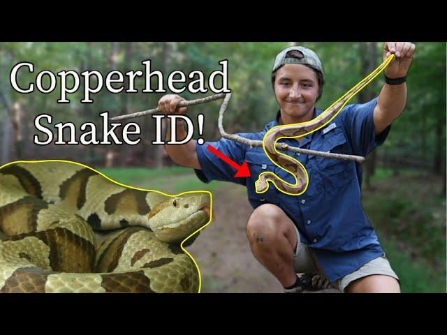 Copperhead Snake Identification: 3 Easy Tips!