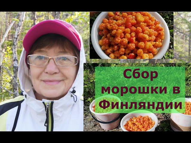 Татьяна. Морошка,морошка полезай ко мне в лукошко.Такой урожай морошки не каждый год. Сбор ягод 2022