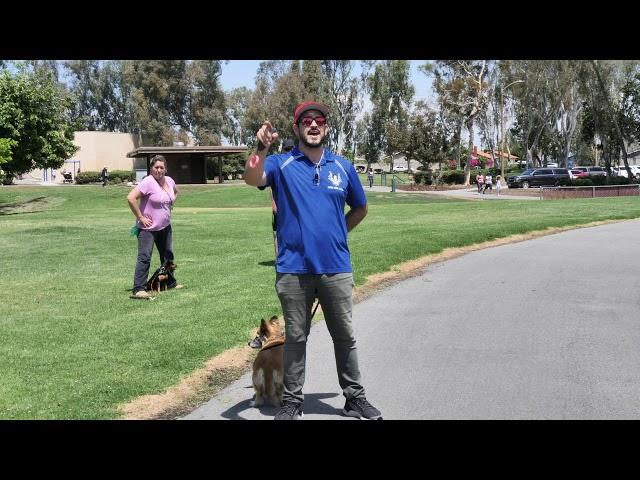 Teaching Dog Owners How To Control Their Dogs in a Group Class & Work Through Problems