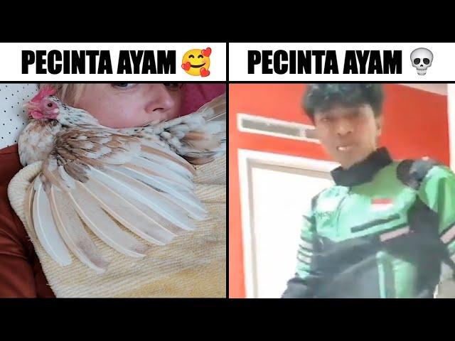 Pecinta Ayam  Ketika Ketemu Pecinta Ayam ...