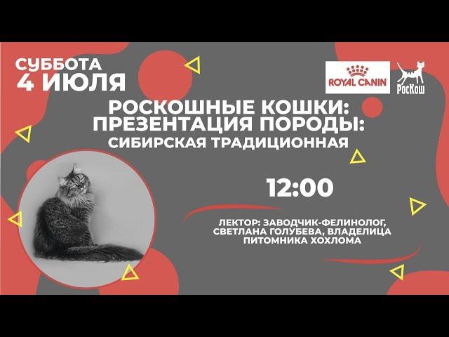 РОСКОШНЫЕ КОШКИ: ПРЕЗЕНТАЦИЯ ПОРОДЫ. СИБИРСКАЯ ТРАДИЦИОННАЯ