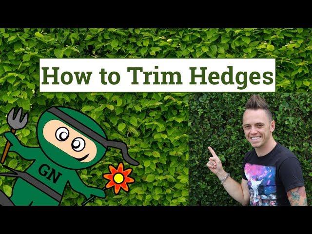 How to cut & trim hedges: the ultimate guide for perfect garden hedges