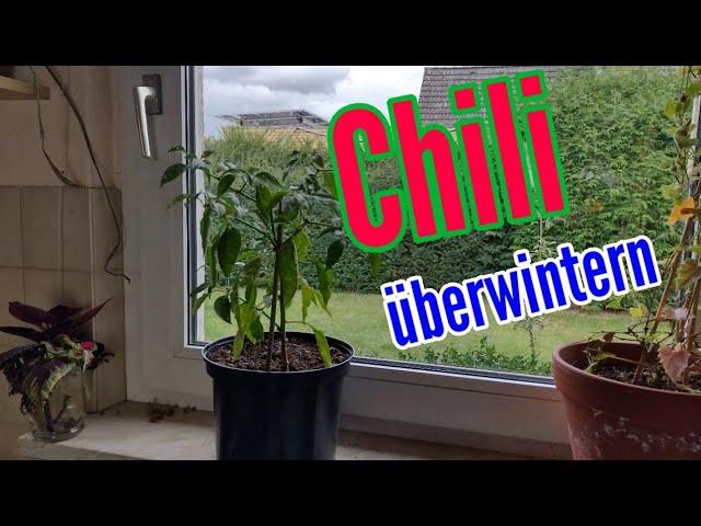 Chili überwintern Chilipflanzen richtig überwintern und nächstes Jahr Erntevorteil haben