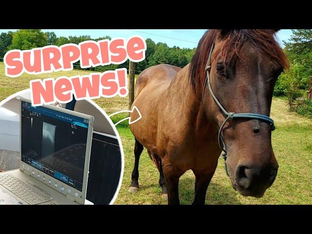 CAN WE SEE THE FOAL? | Pregnant mustang gets 2nd ultrasound