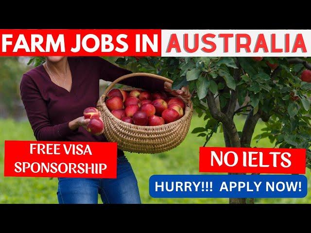 Fruit Picking Jobs in Australia with Visa Sponsorship | Australia Work Permit 2024