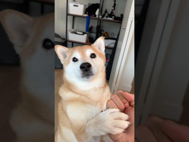 Shiba Doesn’t Want to go to Bed. Screams for his Life