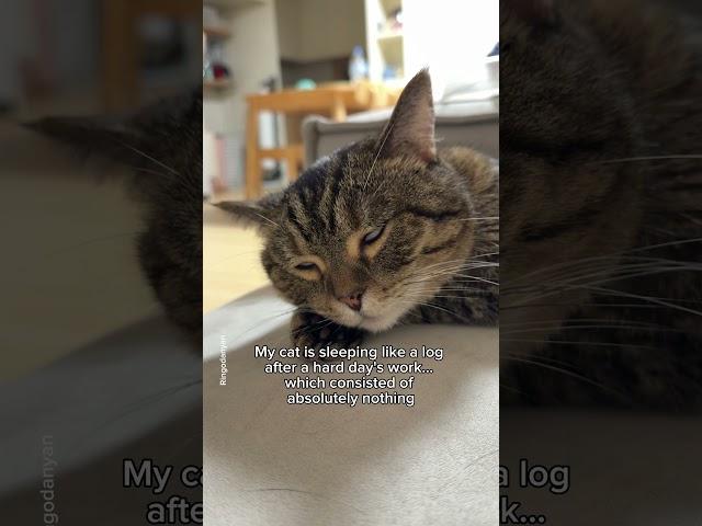 My cat: Being this cute all day is hard work! #shorts #cat #funny