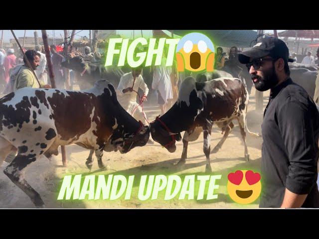 cow mandi update️ | live soda baray janwar sukkur cow mandi| Hammad vlogs official @MustafaHanif