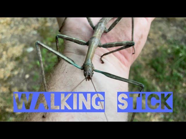 Walking Stick