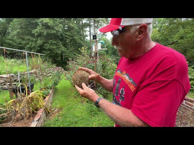 Garden Update for July 15, 2024