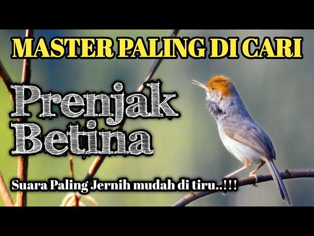 MASTERAN PRENJAK BETINA GACOR SUARA JERNIH ‼️Tirrrrrr panjang