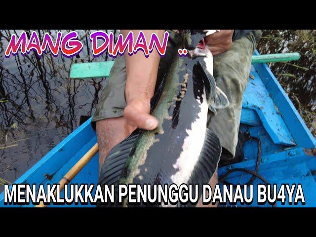 HANYA PEMANCING BER SKILL DEWA BISA PANEN IKAN BABONN CANTIK INI......