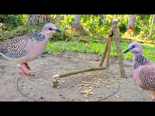 Easy Way to Bird trap from natural garden