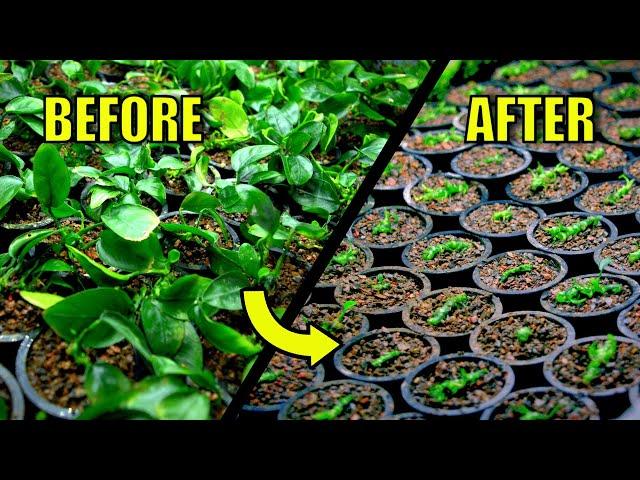 BEST Way To Propagate Anubias Plants For Fast Growth!! (Experiment)