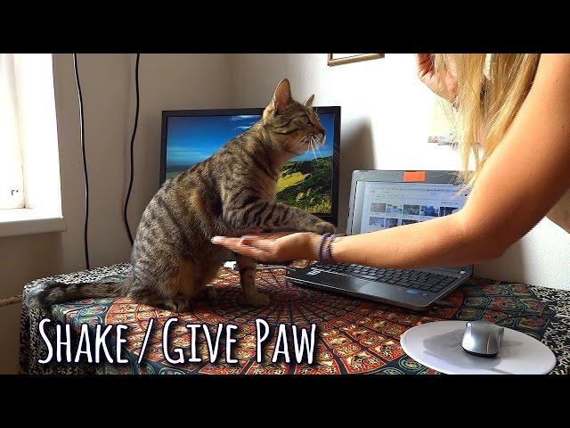 CAT TRICK: cat gives / shakes paw