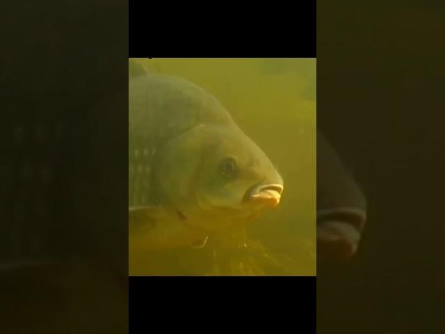 #карась #информация #полезно #познавательно #рыбалка #fishing #рекомендации #top #запоріжжя