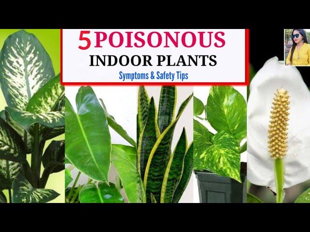 5 Poisonous Common Indoor Plants Name, Symptoms & Safety Tips