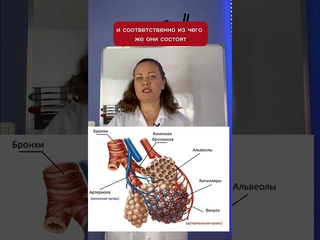 Что такое альвеолы.  Часть 2      #биологияегэ #репетиторпобиологии #альвеолы