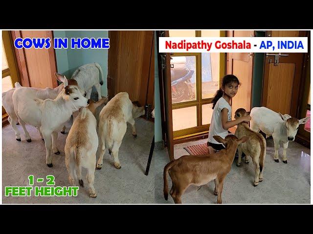 Cows Which could be raised in your Home  | Very Short & Friendly Cows #youtube #viral