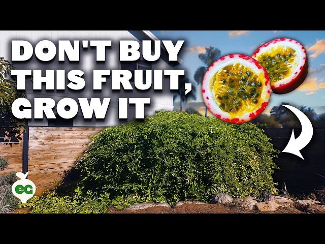 Passion Fruit: The Expensive Fruit That's EASY To Grow