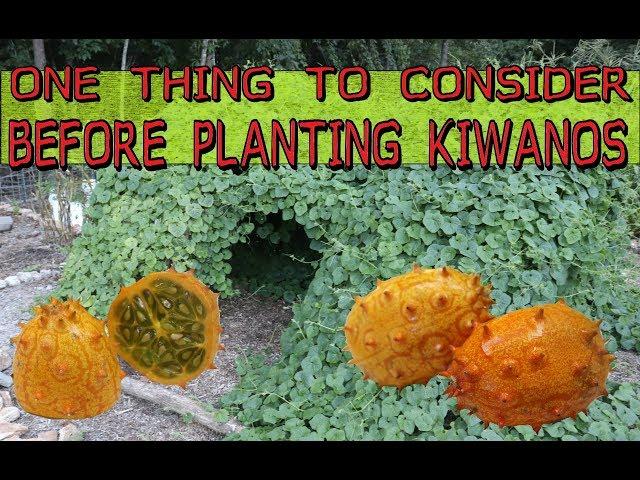 ONE THING TO CONSIDER BEFORE PLANTING KIWANOS