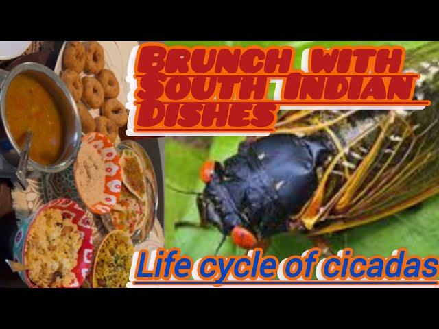 Brunch Invitation with South Indian Dishes| Life Cycle of Cicadas |Alluring Food |Periodical Cicadas