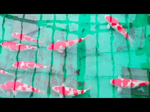 Nogami Koi Farm Kohaku Sansai 2022