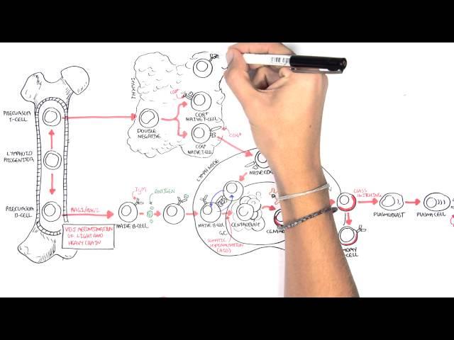 Non Hodgkins Lymphoma - Types and Pathophysiology