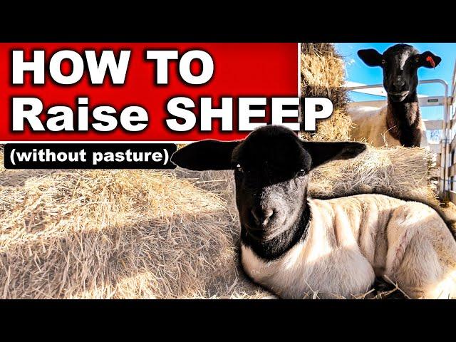 HOW TO RAISE SHEEP (without pasture) What to Feed Sheep on Dry Lot System, How to Raise Market Lambs