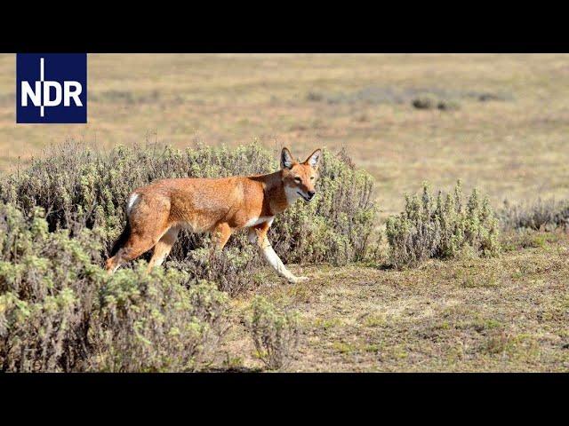 Äthiopien - Im Hochland der Wölfe | Expeditionen ins Tierreich | NDR