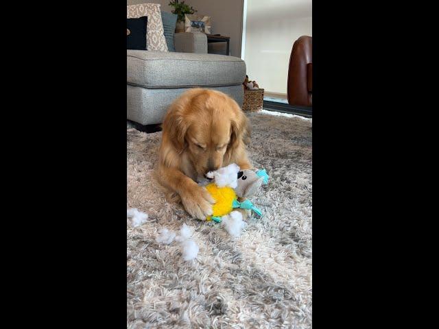 Getting my dogs unlimited toys #goldenretriever #dog #UTCpartner