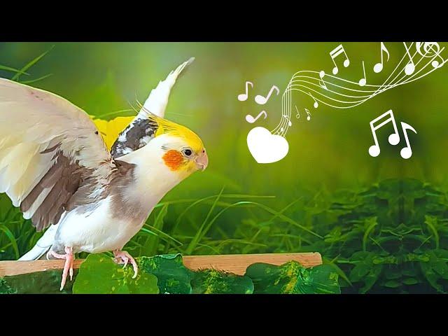 Best Cockatiel Singing in 2023