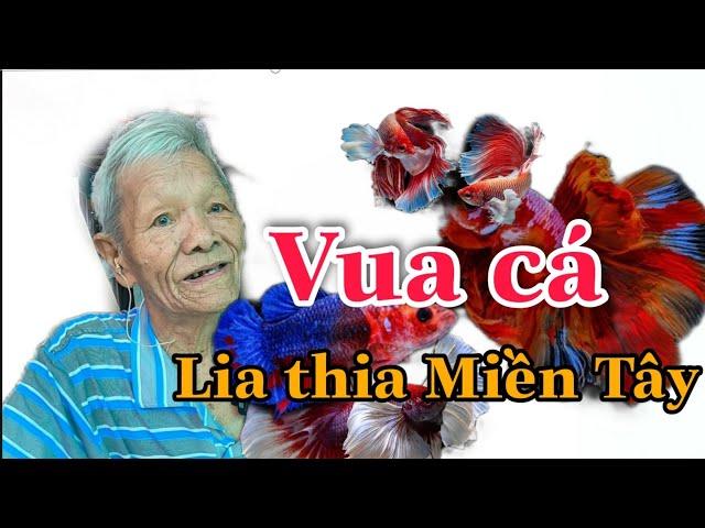 Ông lão Vua Cá Lia Thia Miền Tây hơn 70 năm làm nghề nuôi cá cho con ăn học thành tài | Bùi Hồ TV