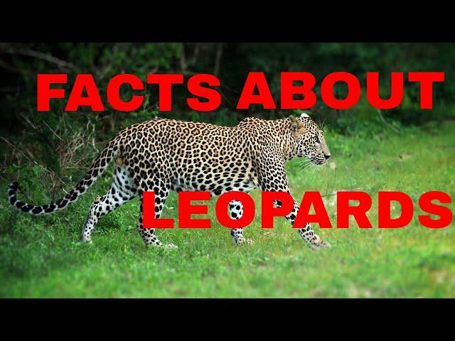 23 Amazing Facts About Leopards (Leopard Documentary 2020)