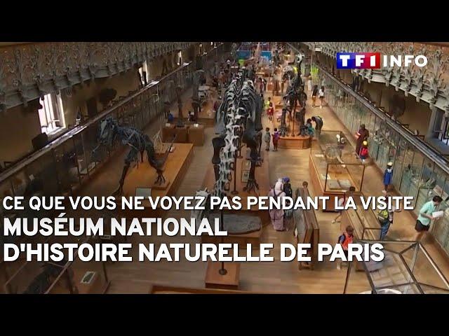 Muséum national d'Histoire naturelle de Paris : ce que vous ne voyez pas pendant la visite