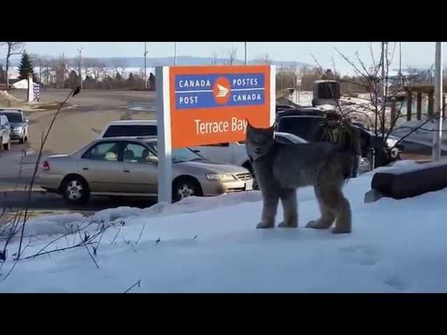 Une femme rencontre un lynx dans une zone commerciale en Ontario -- Lynx encounter in Ontario