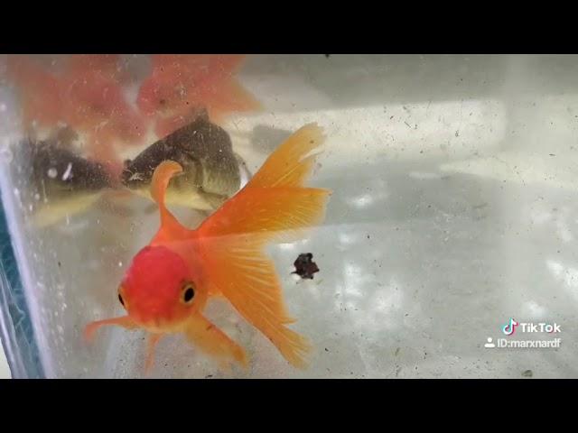 Ikan mas Koki oranda thailand ori