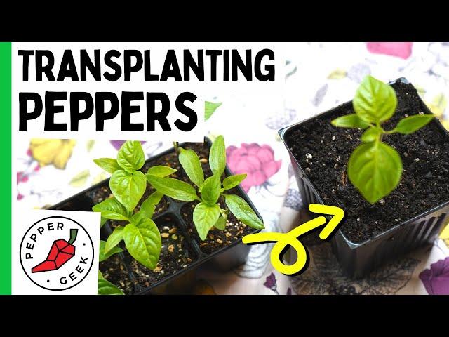 Transplanting Pepper Seedlings - When and How To Transplant - Pepper Geek