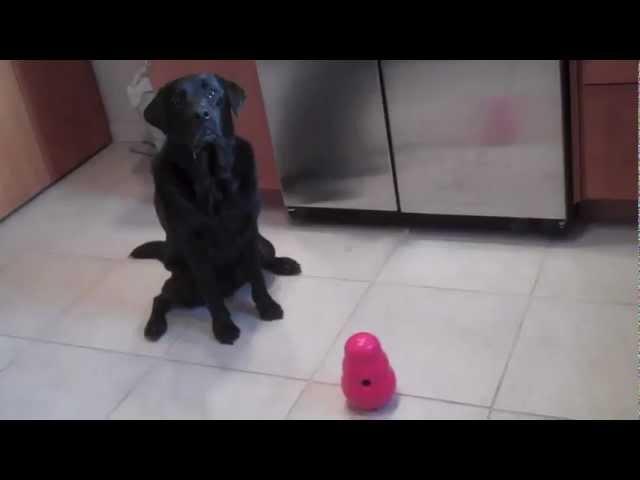 KONG Wobbler Dog Toy Review