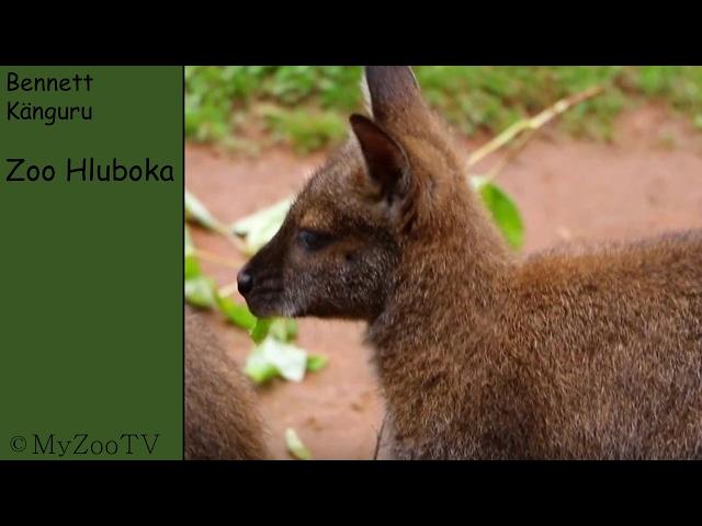 Bennett's tree-kangaroo - zoo Hluboka