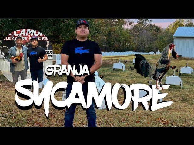 Granja Del SYCAMORE  Gallos de Primera 