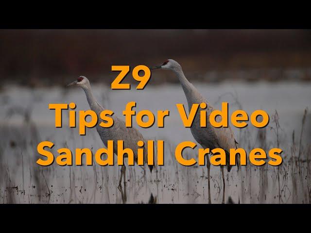 Nikon Z9  - Tips for for Video/Photos - Shooting Sandhill Cranes