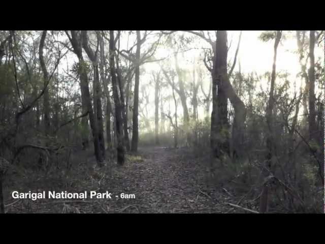 Australian Endangered Species. The Southern Brown Bandicoot.