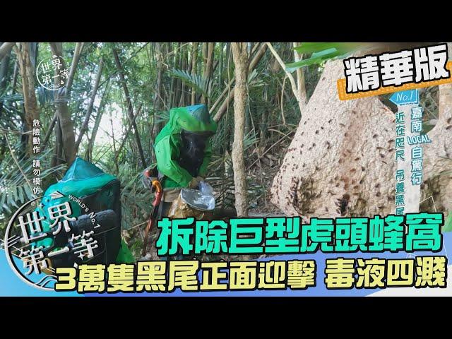 【嘉義】捕蜂人移除巨型黑尾虎頭蜂窩 族群大繁衍 3 萬隻一網打盡（工作人員慘遭蜂螫）｜《世界第一等》1081集精華版