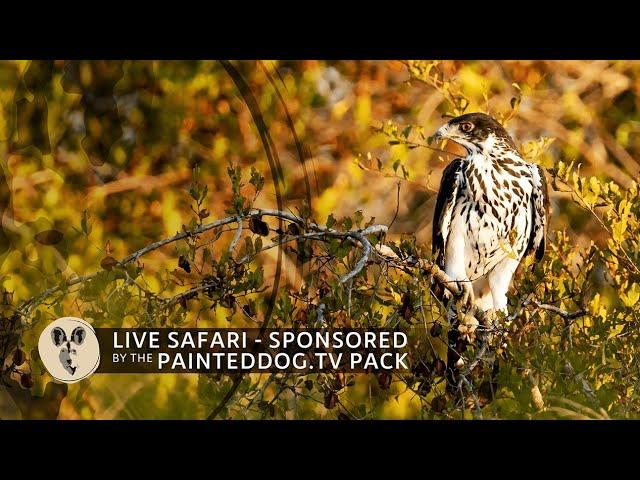 LIVE Safari Sponsored by the Painteddog.tv Pack | 12 January 2025