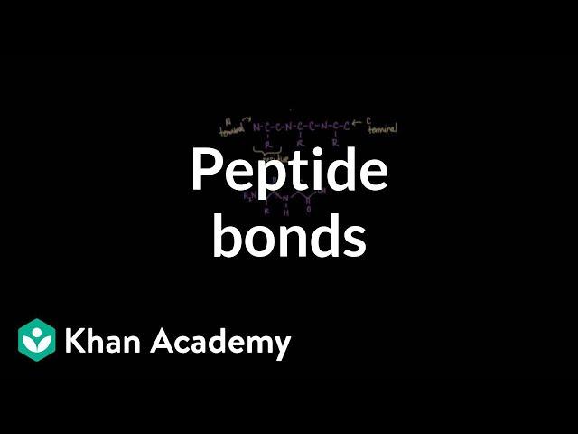 Peptide bonds: Formation and cleavage | Chemical processes | MCAT | Khan Academy