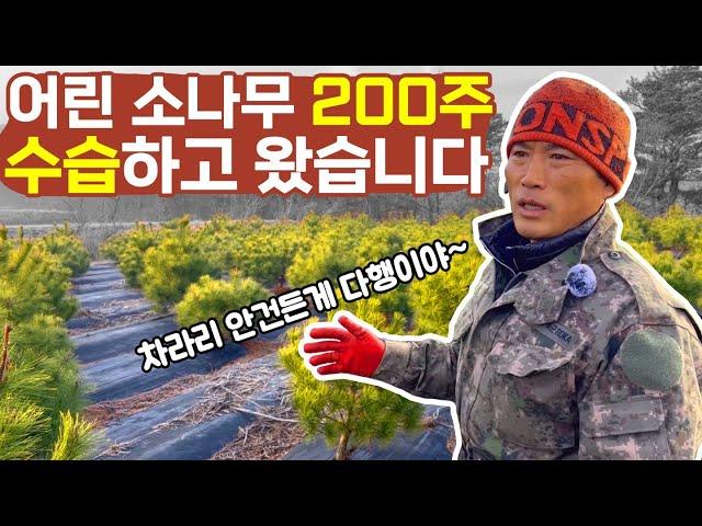 어린소나무 200주 전지! 잘 못 전지한 나무 되살리는 법!