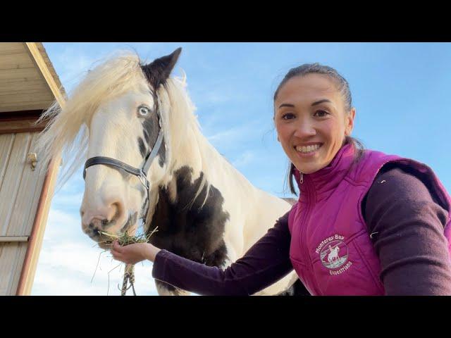 What I Feed my Draft Horse